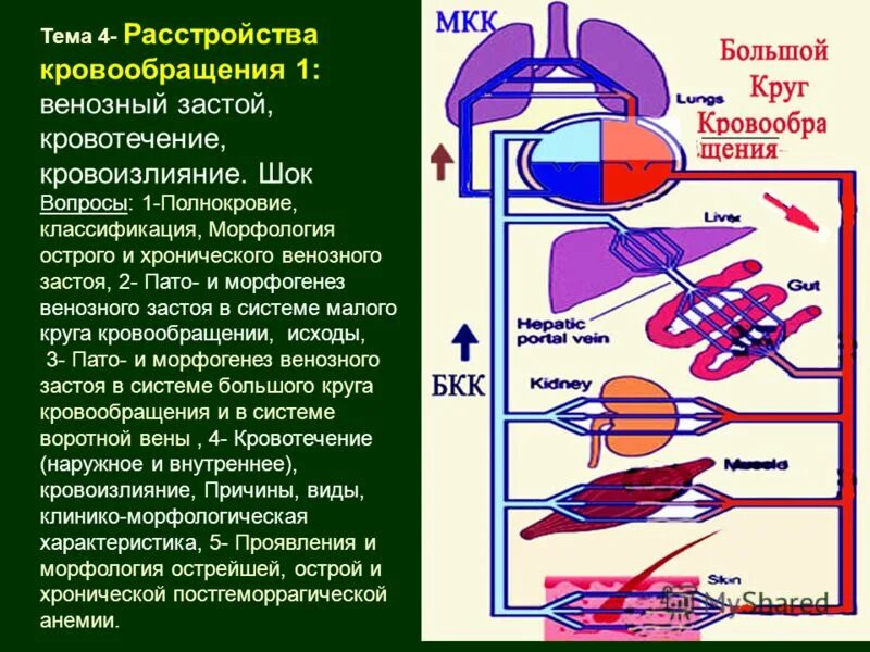 Нарушения малого круга кровообращения. Венозный застой в системе малого круга кровообращения. Причины острого венозного застоя в Малом круге кровообращения. Венозный застой в системе малого круга кровообращения патогенез. Венозный застой в системе большого круга кровообращения.