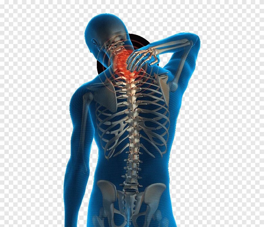 Позвоночник на белом фоне. Спина. Болит спина. Поясница у человека.