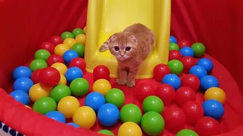 Играть в шарики кота
