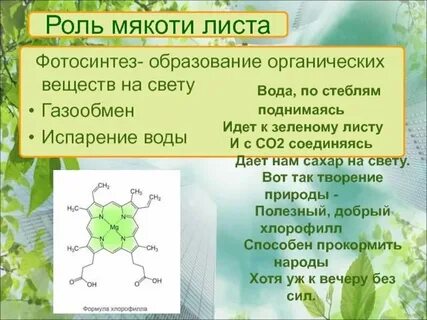 Основная ткань листа образует органические вещества