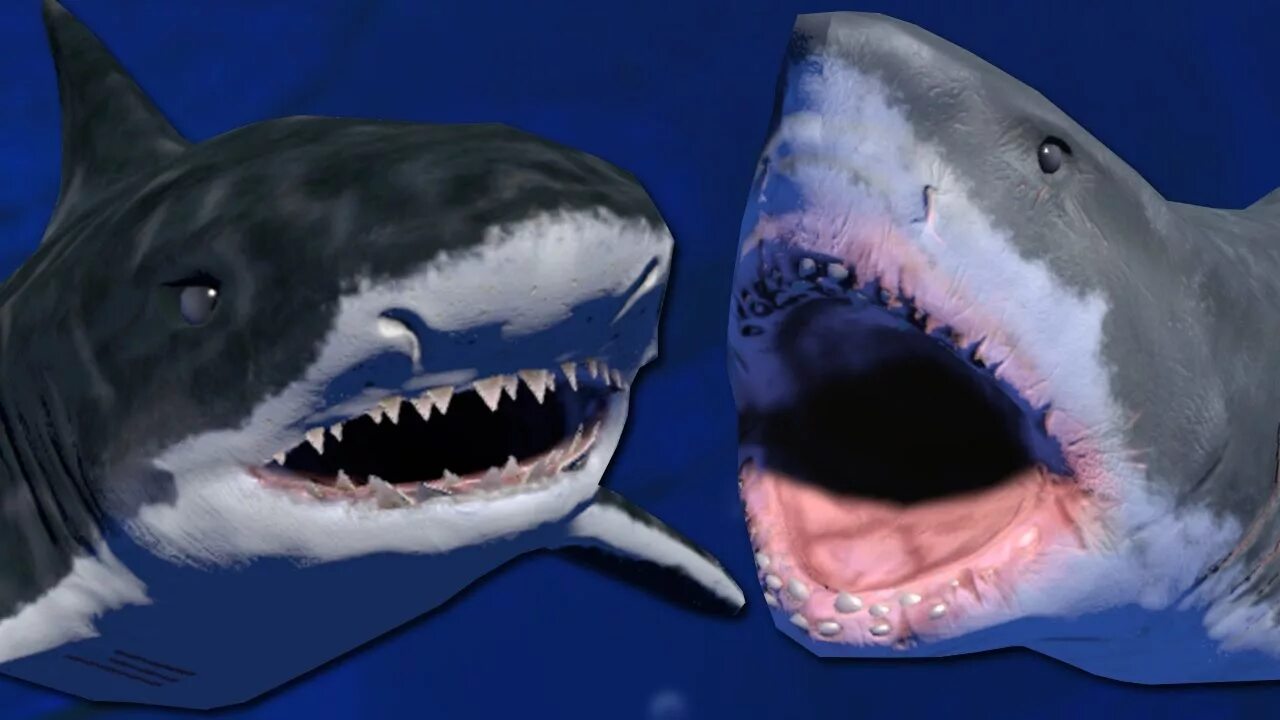 Белая акула против. Тигровая акула против белой акулы. Акула Касатка МЕГАЛОДОН. МЕГАЛОДОН против касатки. Тигровая акула против касатки.