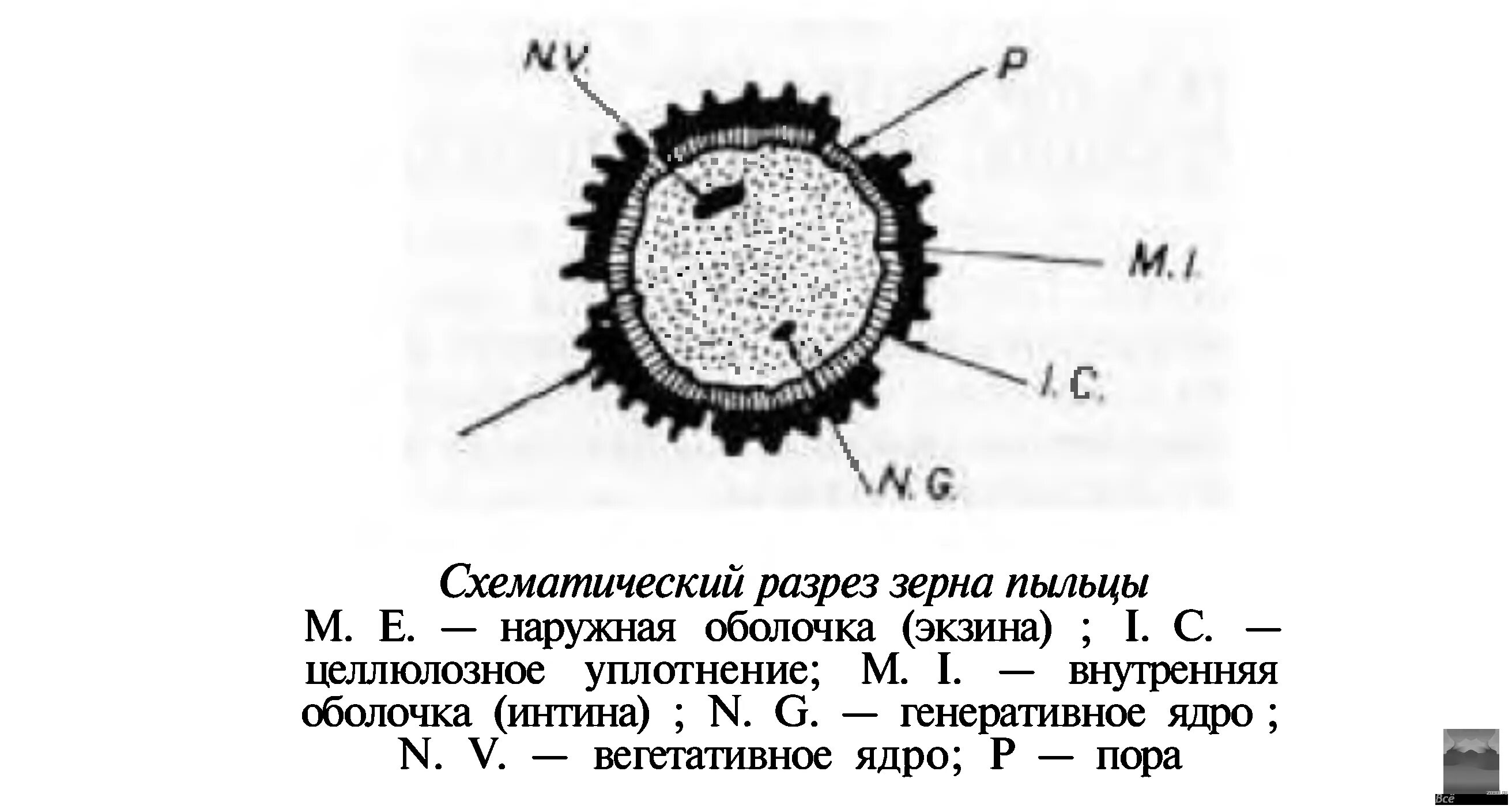 Строение пыльцевого зерна. Строение оболочки пыльцевого зерна. Внутренняя оболочка пыльцевого зерна. Строение пыльцевого зерна сосны. Пыльца с воздушными мешками