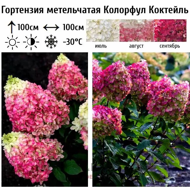 Гортензия метельчатая Колорфул Коктейль (с5) ЦС - купить оптом и в розницу