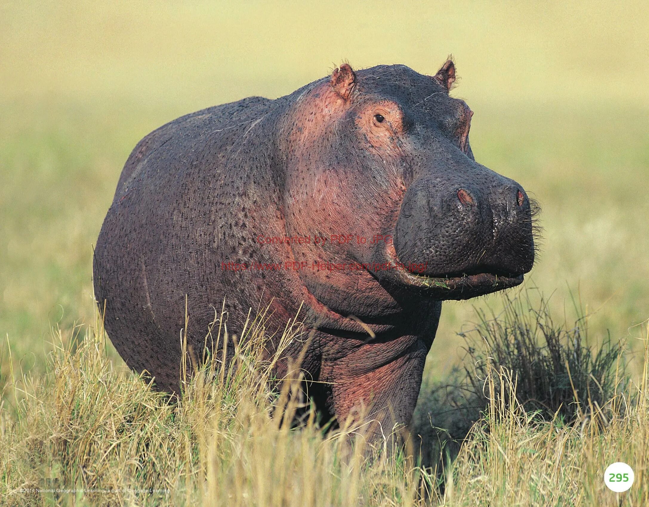 Мем бегемот. Hippopotamus amphibius бегемот. изображение бегемота. животные жарких стран. бегемот фото.
