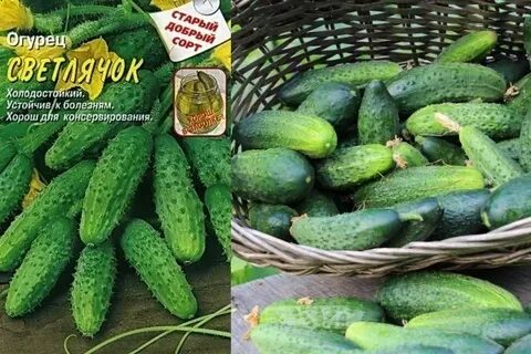 Лучшие сорта огурцов для открытого грунта урала