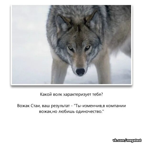 Вожак стаи 5 букв сканворд. Вожак. кто такой вожак. пословицы про вожака и стаю. грустный вожак.