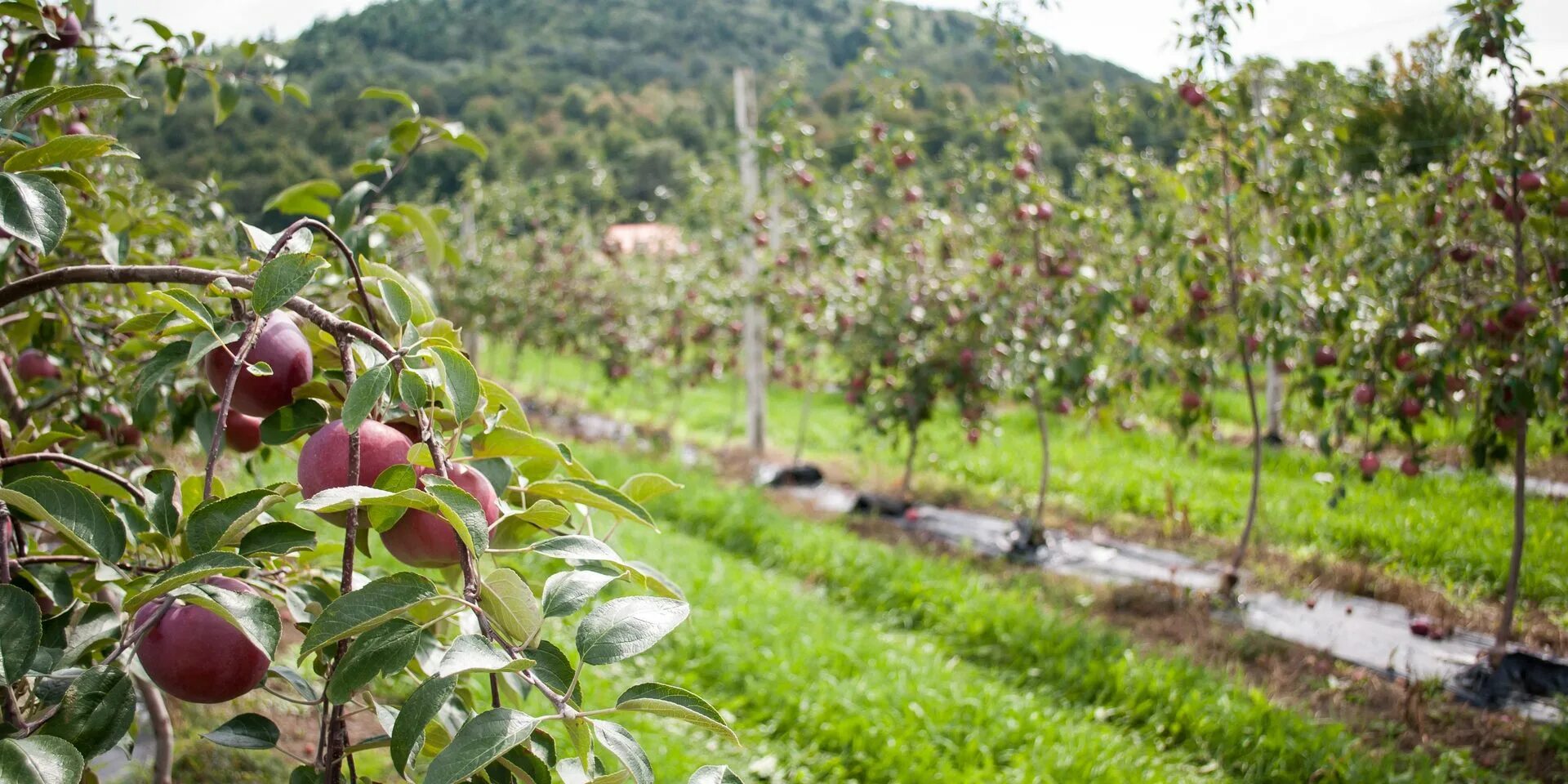 Pick around. Сунеева энже имамова. Тыква кустовая на грядке. Pick fruit. Реклама клубники.