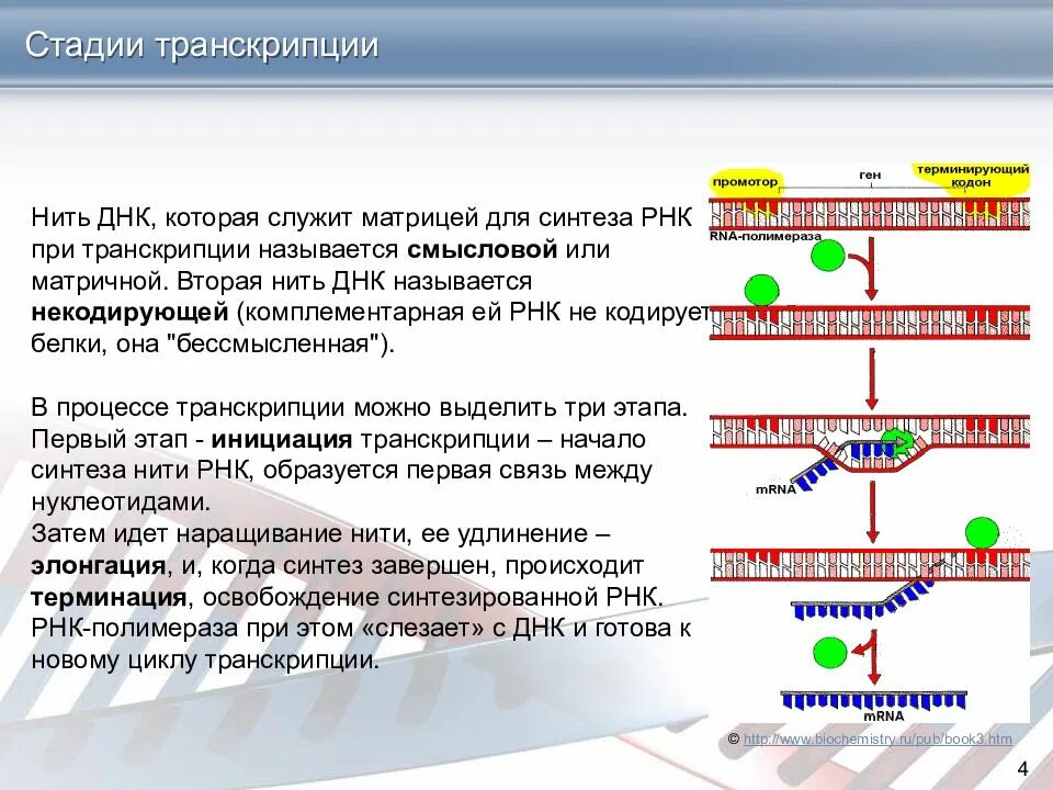 3 синтез днк происходит в. Последовательность синтеза рнк. транскрипция из днк в ирнк. транскрипция синтез молекулы рнк. транскрипция информации с днк на ирнк.