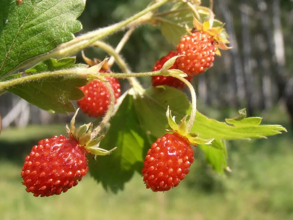 лесная ягода куманика. земляника лесная. ежевика анатолийская. малина ежевика морошка костяника. брусничник декоративный.