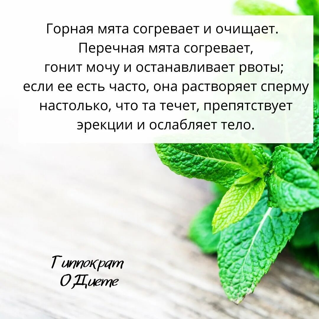 Является ли мята запрещенным растением. Мята перечная чоколэйт. мята перечная трава. мята лекарственное растение. мята перечная лекарственное растение.