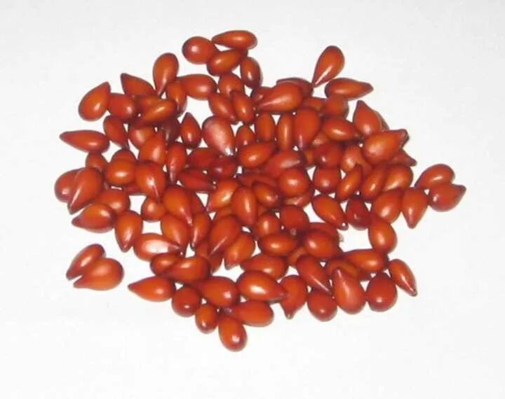 Айва японская chaenomeles japonica. Японские семена. Семена айвы японской. Хеномелес маулея. Семена айвы японской.