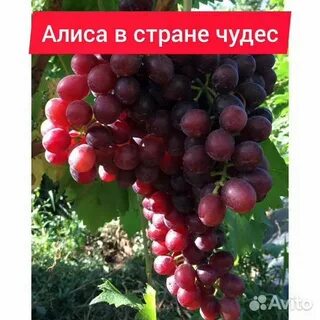 Виноград алиса в стране чудес отзывы