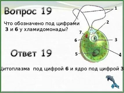 Ядра под цифрой 1