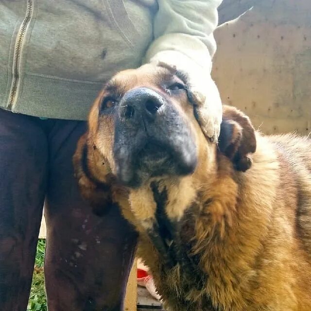 Собачий приют в ярославле ковчег. Ковчег приют для животных ярославль. Приют ковчег в калининграде для бездомных. Приют ковчег калининград. Приют для бездомных людей в челябинске ковчег.