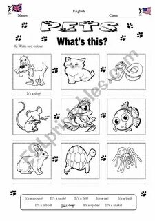 My pet animal