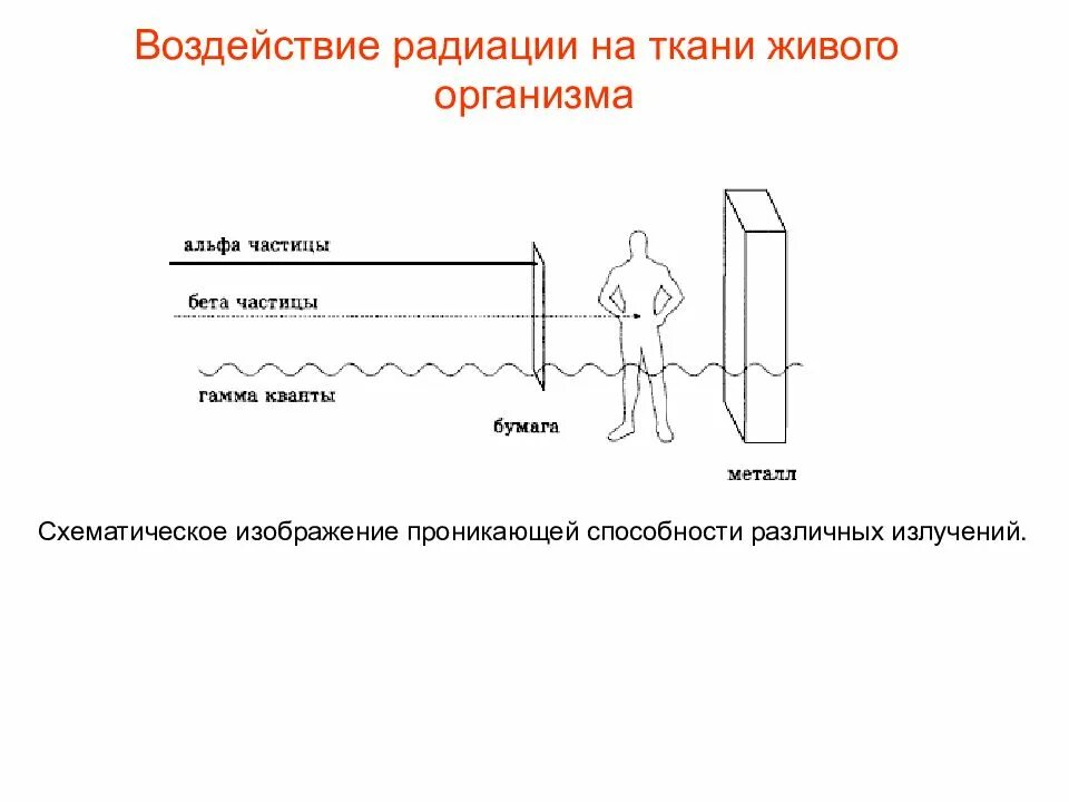 Действия радиоактивных излучений на живые организмы. Влияние радиоактивных излучений на живые организмы. Воздействие радиационного излучения на живые организмы. Влияние радиоактивных излучений на живые организмы сообщение.