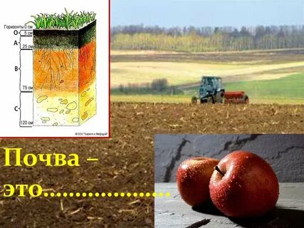 Почвообразование бурых почв