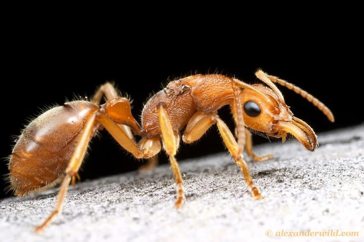 Динозавровый муравей. Nothomyrmecia macrops. Муравей динопонера. Динозавровый муравей (динопонера гигантская). Динопонера гигантская.