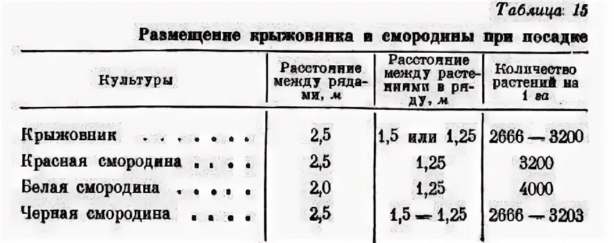 Кусты смородины расстояние