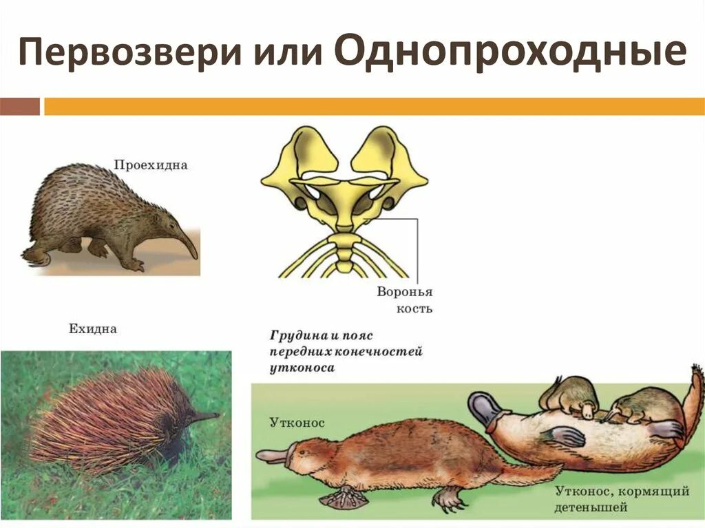 Подкласс Первозвери яйцекладущие. Млекопитающие подкласс Первозвери. Первозвери яйцекладущие представители. Подкласс Первозвери отряд однопроходные.