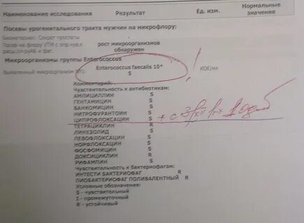 Escherichia coli 10 6 кое мл