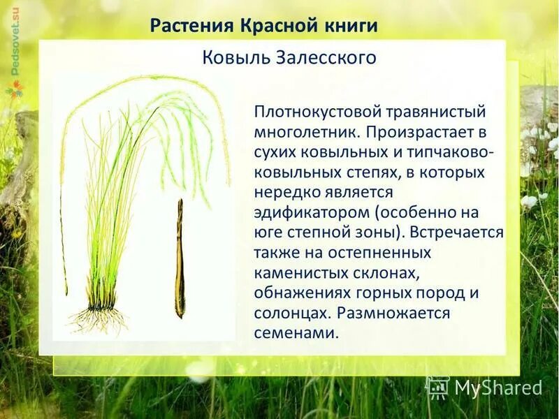 ковыль красная книга. ковыль перистый красная книга. ковыль красная книга. ковыль степной красная книга челябинской области. ковыль ареал.