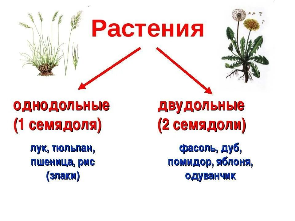 Какие цветы относятся к однодольным. Однодольные травянистые растения. Однодольные и двудольные растения примеры. Однодольные растения примеры. Однодольные и двудольные растения примеры растений.