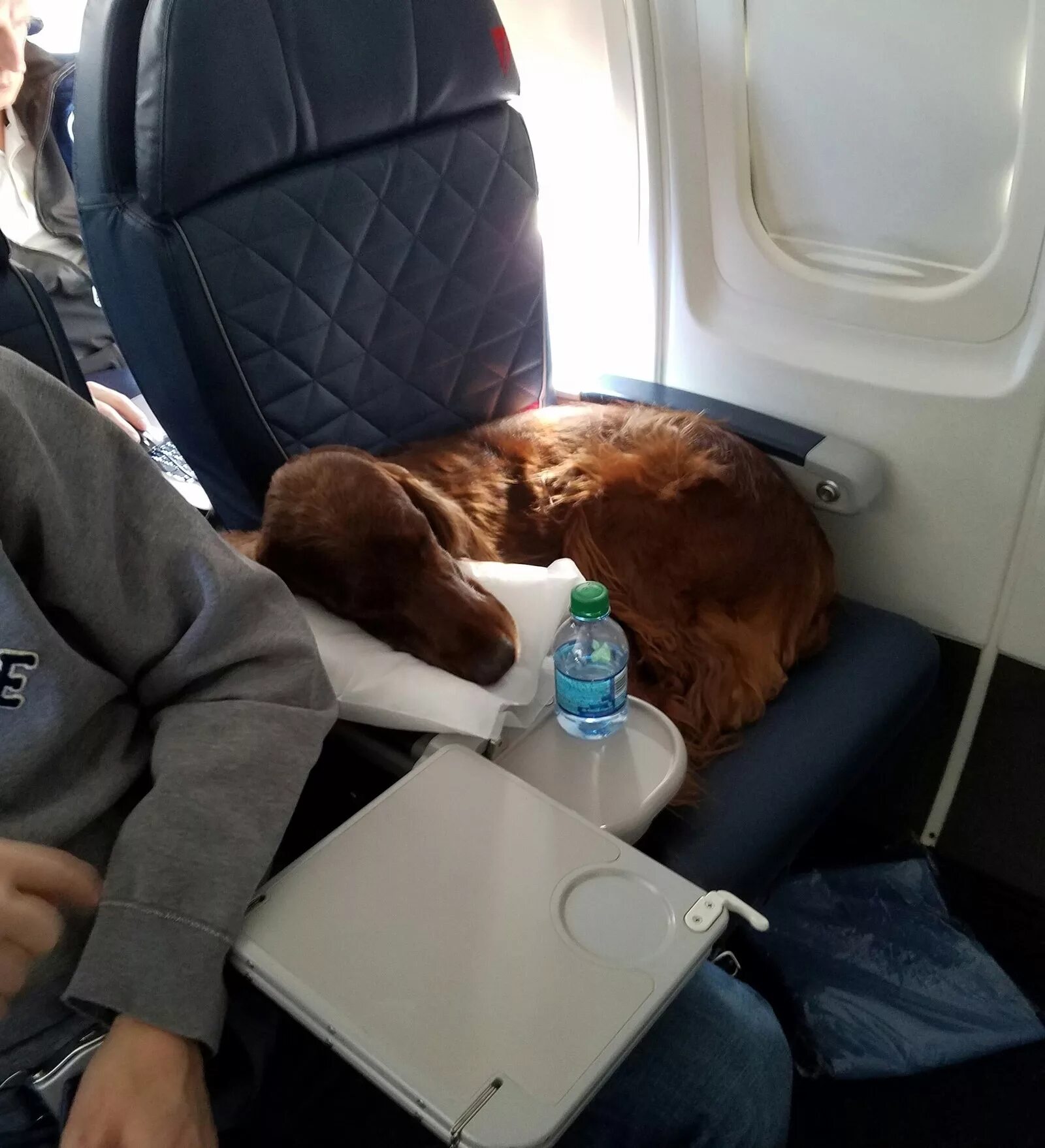 Можно перевозить собак в самолете. Собака в самолете. Животные в салоне самолета. Собака в салоне самолета. Место для животных в самолете.