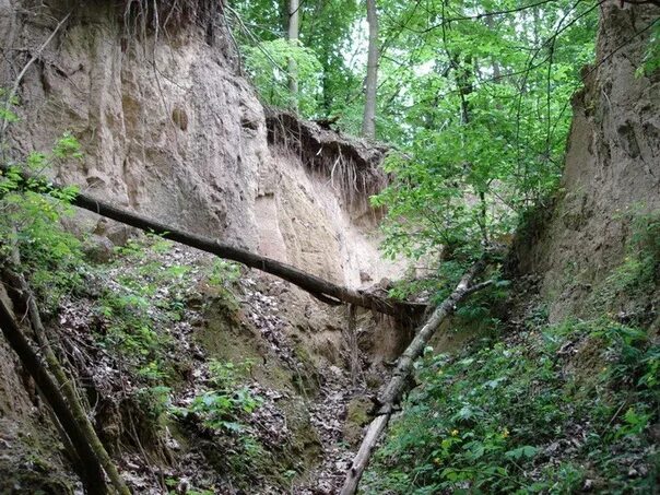Глубокий овраг. Овраг в лесу. Глубокий овраг 4. Сивиньские овраги. Варавинский овраг самый глубокий в подмосковье.