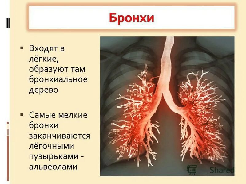 Бронхиальное дерево легких. Бронхи. Лёгкие и бронхи. Бронхиальное дерево и легкие. Бронхи анатомия.