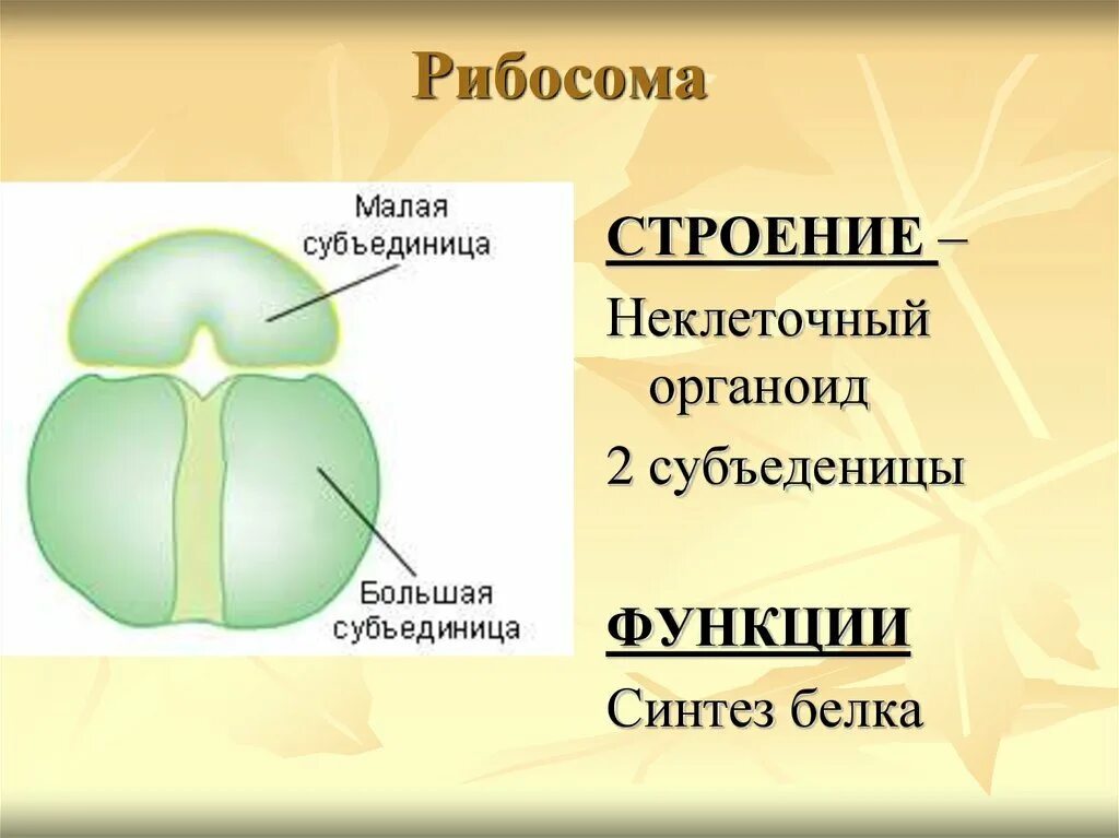 Строение рисунок функции. Строение рибосомы эукариотической клетки. Строение рибосомы. Строение органоида рибосомы. Клеточная структура рибосомы.