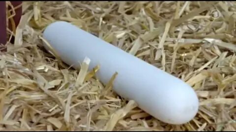 Long egg