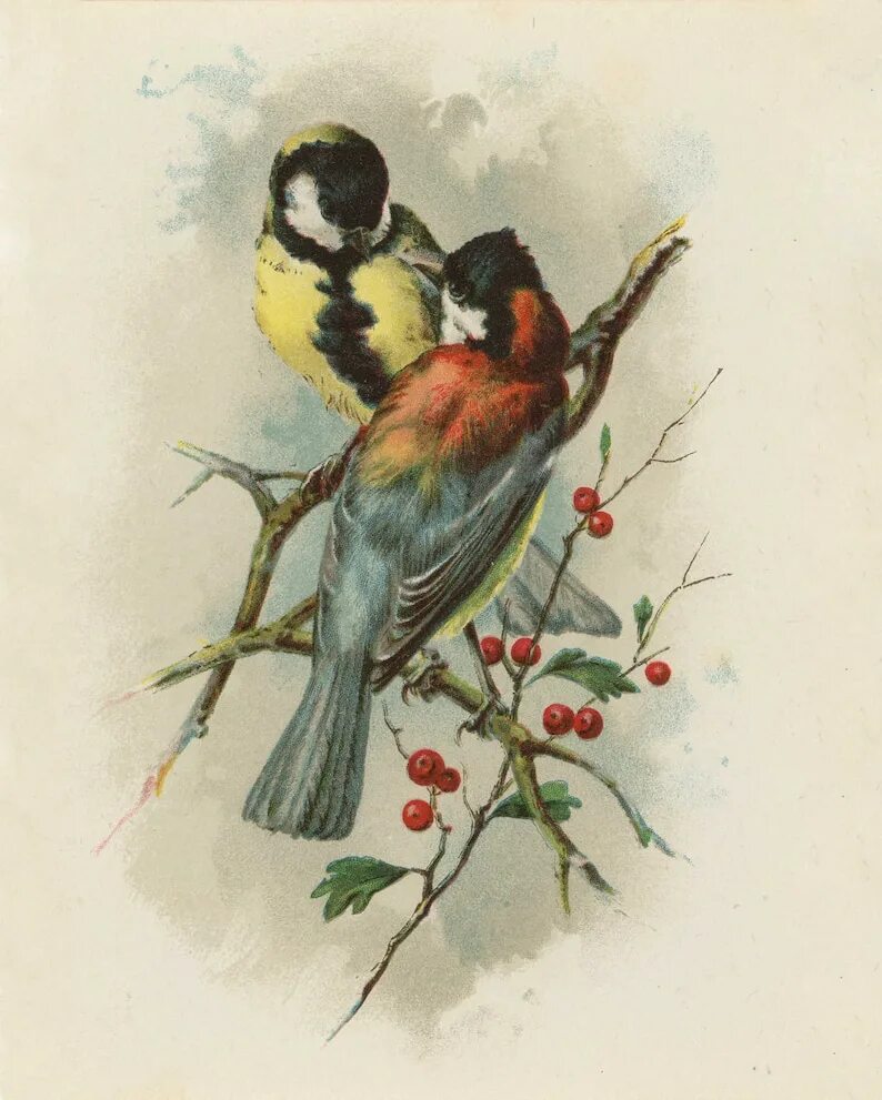 Постеры с птичками. Картина Постер птицы. Poster с птицами.