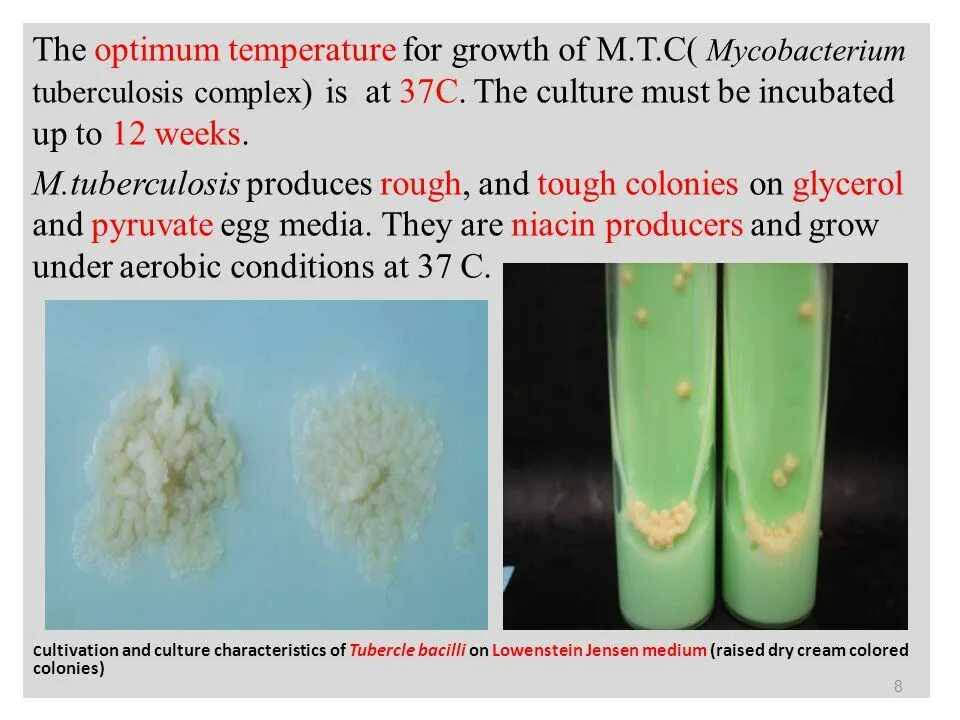Mycobacterium tuberculosis complex. Mycobacterium tuberculosis грамм отрицательный. каталаза микобактерии туберкулеза. таксономия микобактерий туберкулеза. антигены mycobacterium tuberculosis complex.