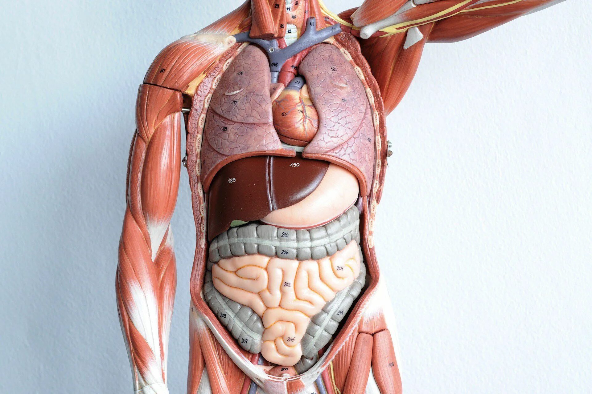 Строение человека внутренние. Органы человека. Внутренние органы. Анатомия внутренних органов.