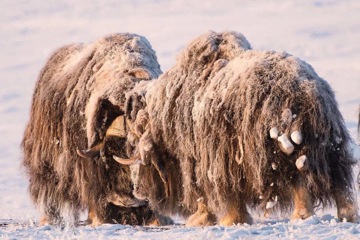 Овцебык и волк. Овцебык врангеля. Овцебык врангеля. Овцебык врангеля. Овцебык врангеля.