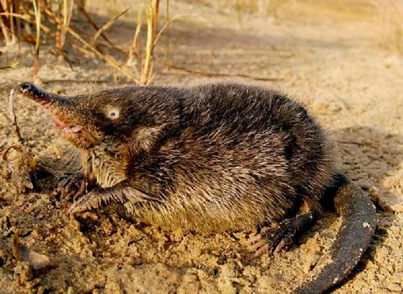 Выхухоль фото. Русская выхухоль Desmana moschata Linnaeus, 1758. Русская выхухоль Desmana moschata. Пиренейская выхухоль. Клязьминский заказник выхухоль.