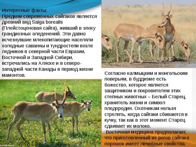 Где обитает сайгак в какой зоне. Популяции сайгака. сайгак интересные факты. сайгак интересные факты о животном.