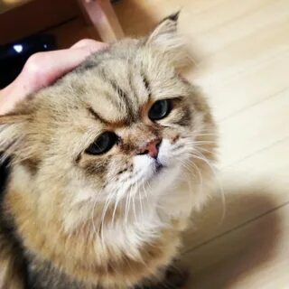 Фу чан