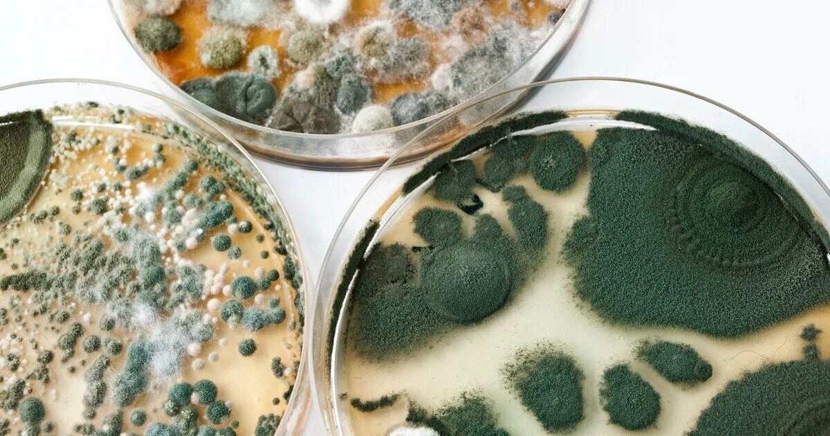 Колония плесени. Плесень на зерне. Микроорганизмы типа fungi. Альтернария на продуктах. Резиновый плесень