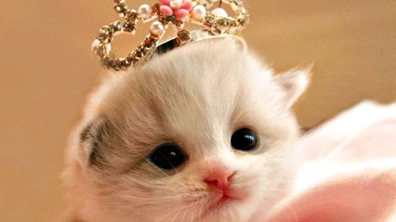 Какие милые картинки. Котята милашки. Кошечка милашка. Милый котик. Маленький котенок.