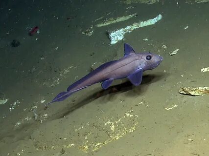 Рыбу морская химера
