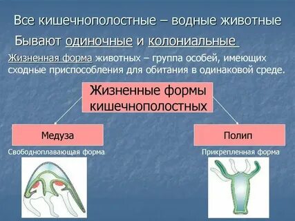 Систематические группы животных кишечнополостные органы пищеварения