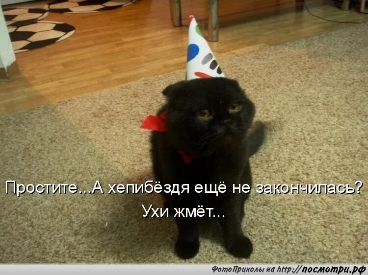 Приколы с котами до слез с надписями. Смешные котики с надписями. котики смешные с надписями до слез. смешные котики с надписями до слёз. приколы с котами с надписями до слез.