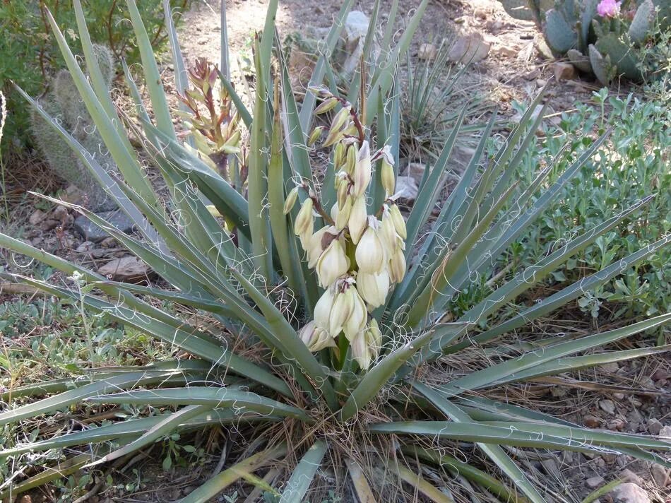 Юкка на вкус. Yucca baccata. юкка ягодная банановая. ягода юкка. yucca baccata var. baccata.