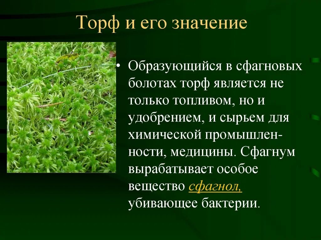 Сфагнум торф. Торф мох. Мох сфагнум на болоте. Отдел мхи общая характеристика.