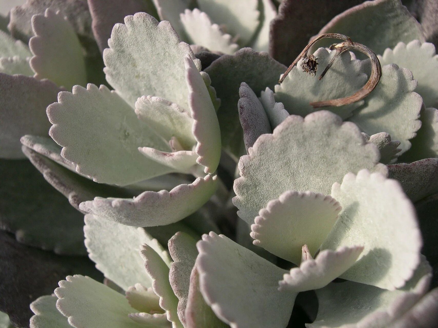 Каланхоэ Спайдер Грин. Kalanchoe pumila. Каланхоэ Милотти Kalanchoe. Каланхоэ четырехлистное. Каланхоэ d7 h13