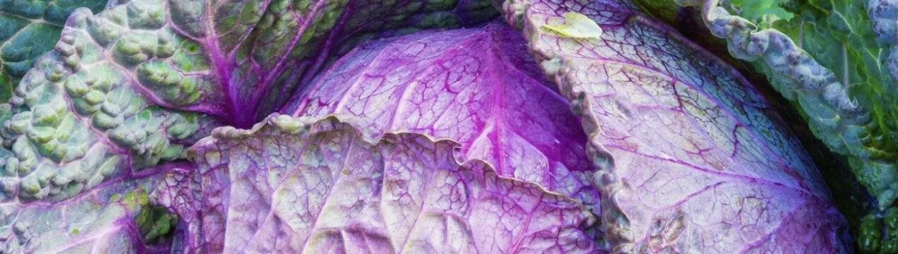 Рассада краснокочанной капусты. У капусты фиолетовые листья что делать. Сорт капусты с с сиреневыми листьями. Черноножка у капусты рассады. Капуста с фиолетовыми листьями.