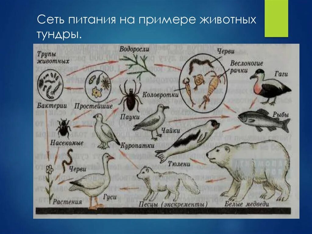 Разнообразие пищевых сетей. Сеть питания биология 5 класс. Пищевая сеть схема биология. Пищевая сеть это в биологии 9 класс. Биология 5 класс еишевая сеть.