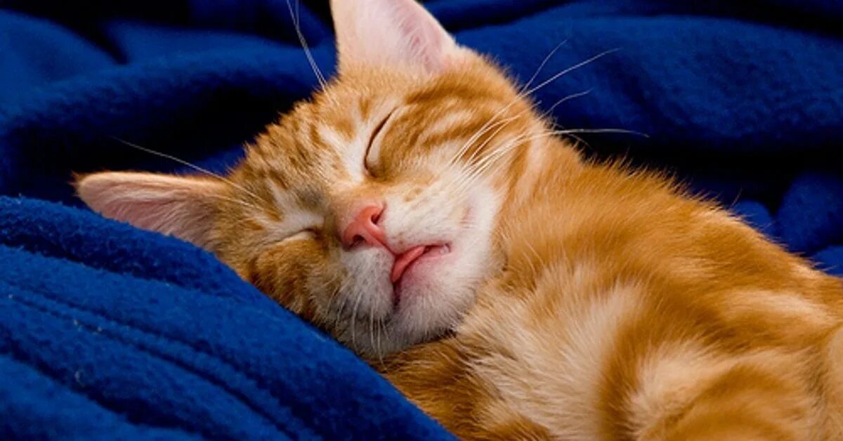Спать с высунутым языком. Спящий кот. Спящие котята.